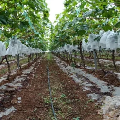 DTOPBUYAGE - Sachets de protection pour fruits en non - tissé épais avec cordon 25*30cm 50 pièces dtopbuyage