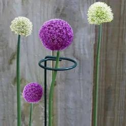 DTOPBUYAGE - Supports pour fleurs en fer forgé 30cm, 10 pièces dtopbuyage