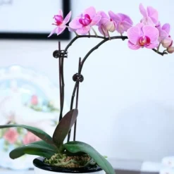 DTOPBUYAGE - Supports pour orchidées papillon support 40cm 10 pièces dtopbuyage