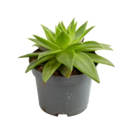 Echeveria mix, variétés variables : pot D.12cm