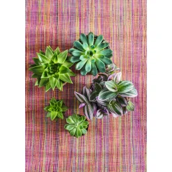 Echeveria mix, variétés variables : pot D.12cm