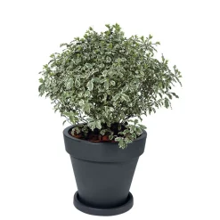 ELHO - Pot Pure Round en plastique rotomoulé anthracite - D.39,5 cm