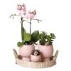 Ensemble complet de plantes scandic nude | plante verte sertie d'orchidées phalaenopsis roses et de succulentes