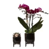 Ensemble de plantes nordic noir avec orchidée phalaenopsis violette morelia 9cm et echeveria purpusorum 6cm