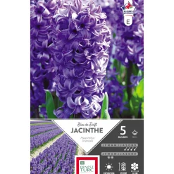 ERNEST TURC - Bulbes de jacinthes de Bretagne 'Bleu' - x5