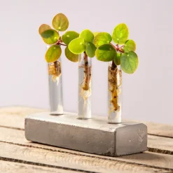 ESSCHERT DESIGN - Vases en tube à essai socle en béton