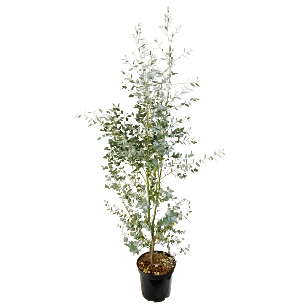 Eucalyptus gunnii silver' pot 10L