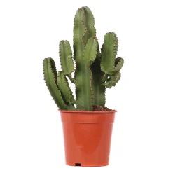 Euphorbe mix, variétés variables : pot D.21cm