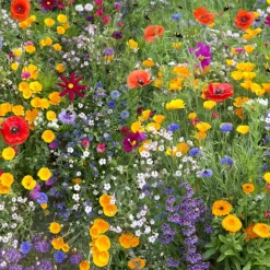 EUROPA GREEN - Mélange de fleurs pour papillons (17m2) - gazon japonais