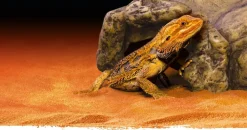 EXO TERRA - Cachette reptile grotte moyen