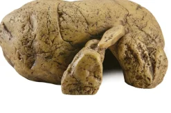 EXO TERRA - Cachette reptile grotte moyen