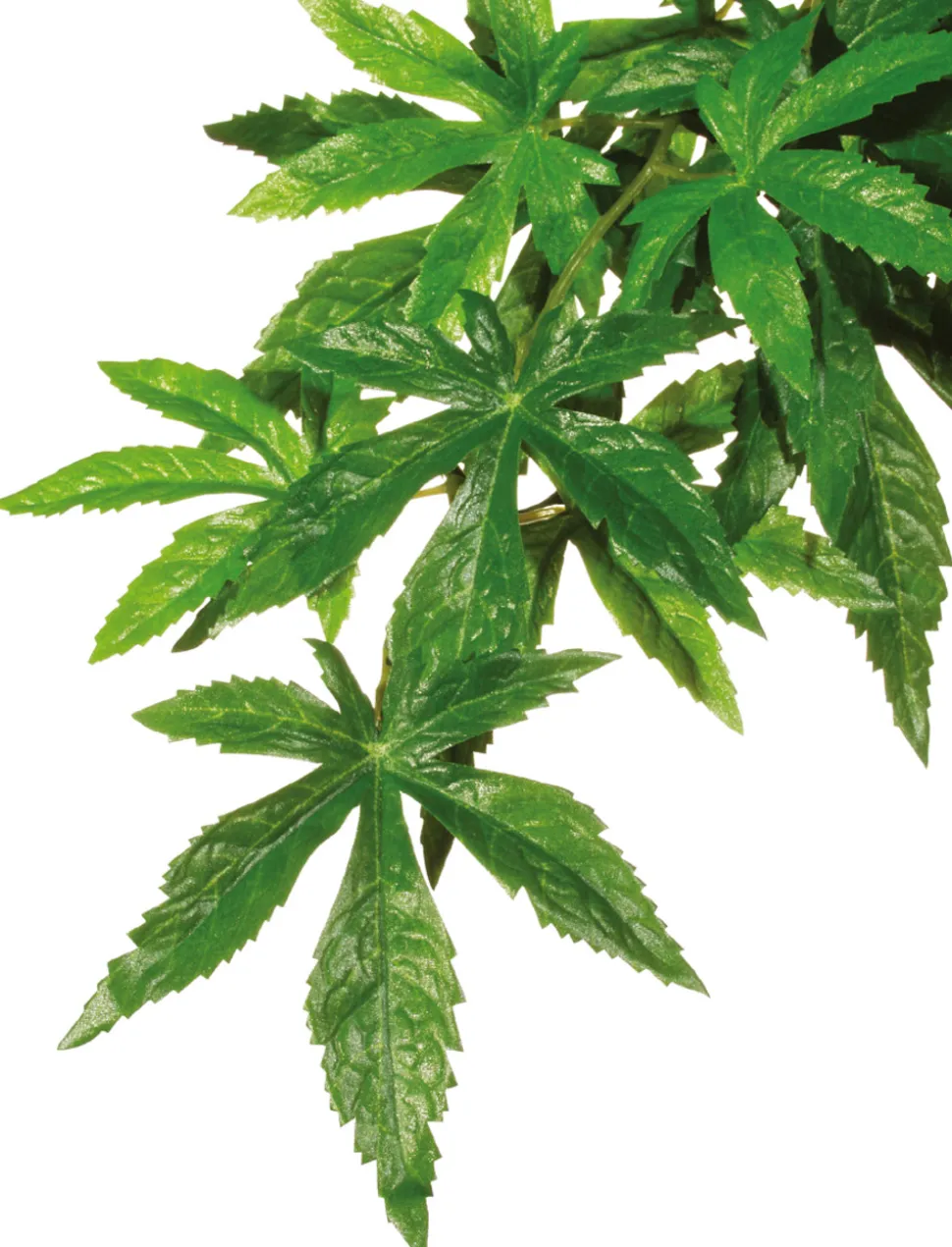 EXO TERRA - Plantes rainforest à suspendre feuillage abutilon petit