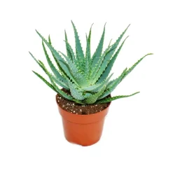 EXOTENHERZ - Aloe aborescens dans un pot de 19 cm