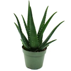 EXOTENHERZ - Aloe medivera äquator - nouvelle variété d'aloe vera - pot de 14cm - hauteur d'environ 30cm