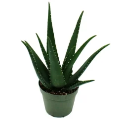 EXOTENHERZ - Aloe medivera äquator - nouvelle variété d'aloe vera - pot de 14cm - hauteur d'environ 30cm