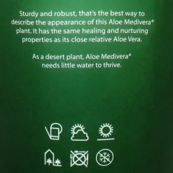 EXOTENHERZ - Aloe medivera äquator - nouvelle variété d'aloe vera - pot de 14cm - hauteur d'environ 30cm