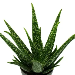 EXOTENHERZ - Aloe medivera tropical - nouvelle variété d'aloe vera - pot de 14cm - hauteur d'environ 30cm