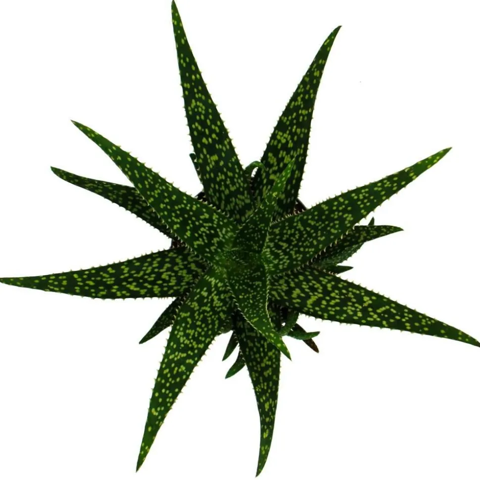 EXOTENHERZ - Aloe medivera tropical - nouvelle variété d'aloe vera - pot de 14cm - hauteur d'environ 30cm
