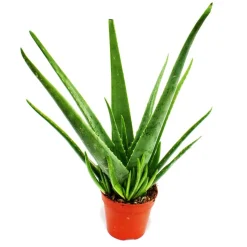 EXOTENHERZ - Aloe vera - ca. 4-5 ans - pot de 15cm