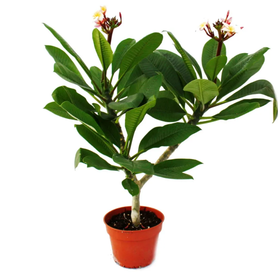EXOTENHERZ - Arbre du temple hawaïen - plumeria - couleur surprise