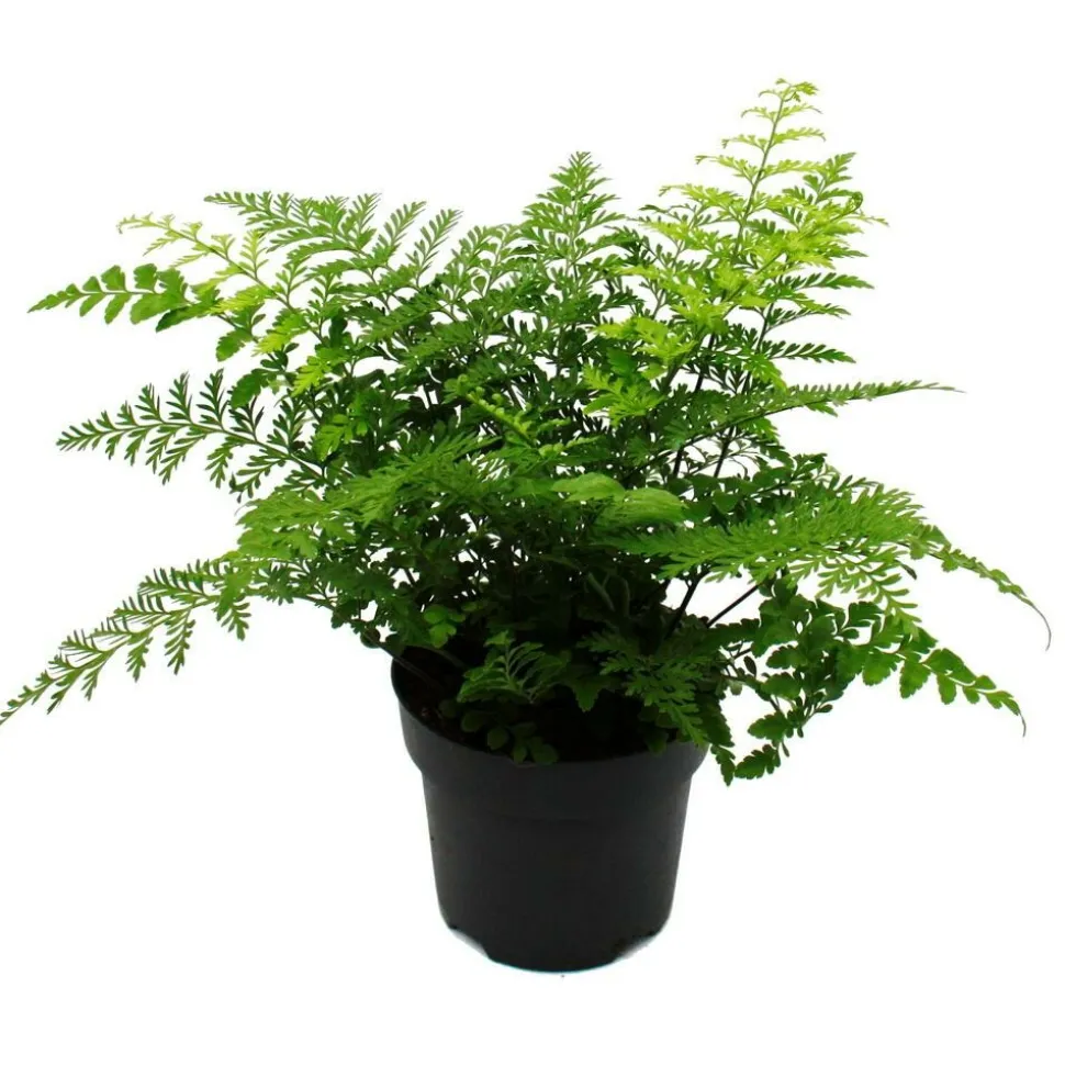 EXOTENHERZ - Asplenium dimorphum parvati- variétés spéciales de fougères pour la chambre fougère nid pot de 17cm hauteur environ 30-40cm