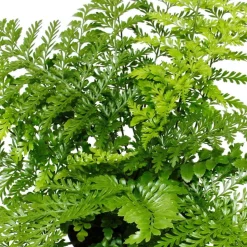 EXOTENHERZ - Asplenium dimorphum parvati- variétés spéciales de fougères pour la chambre fougère nid pot de 17cm hauteur environ 30-40cm