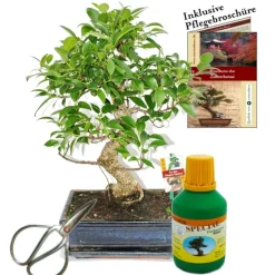 EXOTENHERZ - Bonsaï - chin. Figuier - ficus retusa - environ 10 ans - bol 25cm - coffret cadeau avec ciseaux et engrais