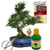EXOTENHERZ - Bonsaï - chin. Troène - ligustrum - env.10 ans - bol 25cm - coffret cadeau avec ciseaux et engrais