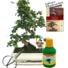 EXOTENHERZ - Bonsaï - fukientee - carmona microphylla - environ 10 ans - bol 25cm - coffret cadeau avec ciseaux et engrais