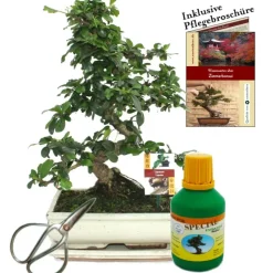 EXOTENHERZ - Bonsaï - fukientee - carmona microphylla - environ 10 ans - bol 25cm - coffret cadeau avec ciseaux et engrais