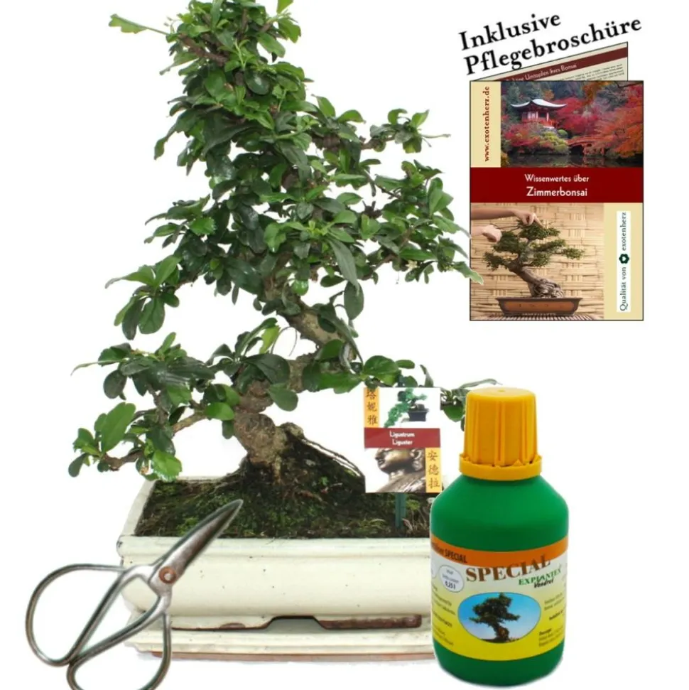EXOTENHERZ - Bonsaï - fukientee - carmona microphylla - environ 10 ans - bol 25cm - coffret cadeau avec ciseaux et engrais