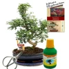 EXOTENHERZ - Bonsaï - poivre du sichuan - zanthoxyllum - environ 10 ans bol 25cm - coffret cadeau avec ciseaux et engrais
