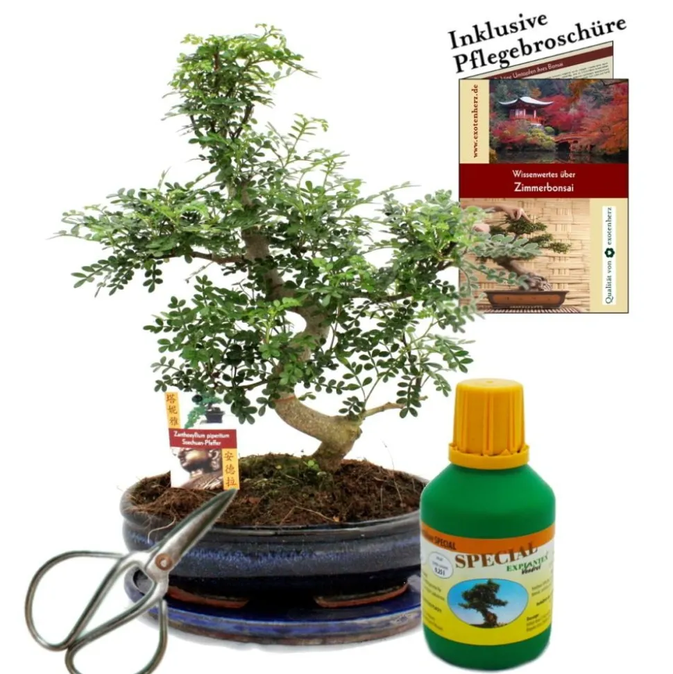 EXOTENHERZ - Bonsaï - poivre du sichuan - zanthoxyllum - environ 10 ans bol 25cm - coffret cadeau avec ciseaux et engrais