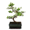 EXOTENHERZ - Bonsaï - portulacaria afra - jade - éléphant d'afrique - environ 7-8 ans