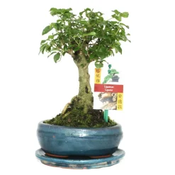 EXOTENHERZ - Bonsaï chin. Liguster - ligustrum sinensis - ca. 6 ans - forme sphérique