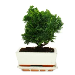 EXOTENHERZ - Bonsaï d'extérieur - chamaecyparis - cyprès - 3-4 ans - avec soucoupe