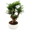 EXOTENHERZ - Bonsaï d'intérieur araucaria cunninghamii sapin d'intérieur araucaria de nouvelle-guinée hauteur env. 65cm coupe 26cm