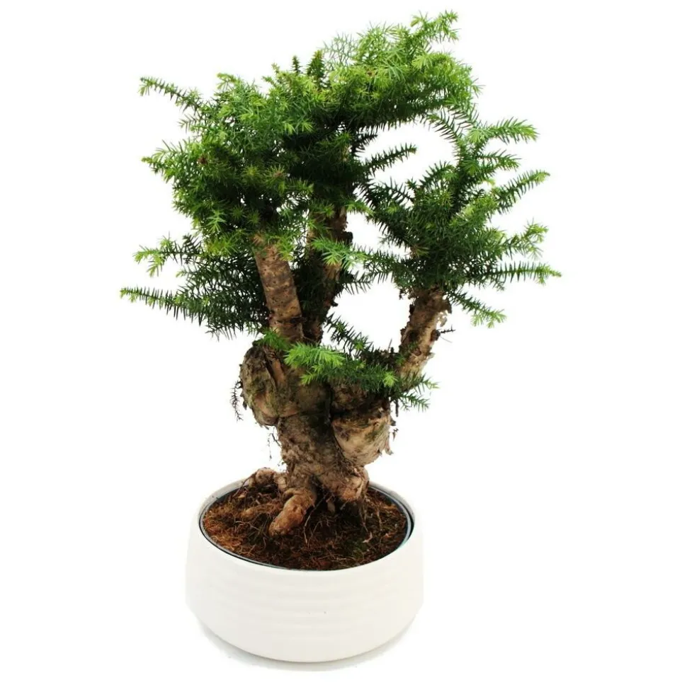 EXOTENHERZ - Bonsaï d'intérieur araucaria cunninghamii sapin d'intérieur araucaria de nouvelle-guinée hauteur env. 65cm coupe 26cm