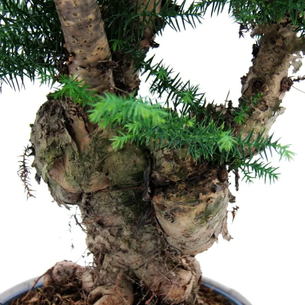 EXOTENHERZ - Bonsaï d'intérieur araucaria cunninghamii sapin d'intérieur araucaria de nouvelle-guinée hauteur env. 65cm coupe 26cm