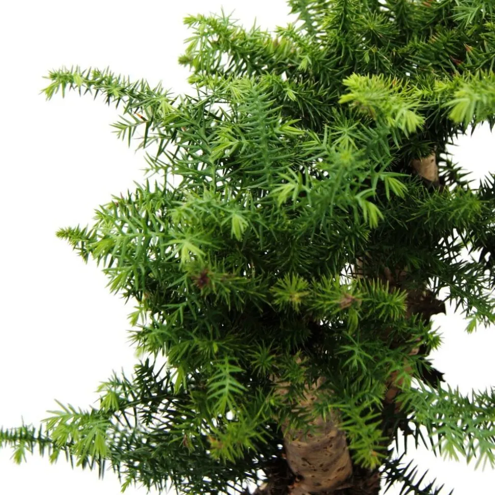 EXOTENHERZ - Bonsaï d'intérieur araucaria cunninghamii sapin d'intérieur araucaria de nouvelle-guinée hauteur env. 65cm coupe 26cm