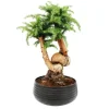 EXOTENHERZ - Bonsaï d'intérieur araucaria cunninghamii sapin d'intérieur araucaria de nouvelle-guinée hauteur env. 65cm coupe 26cm