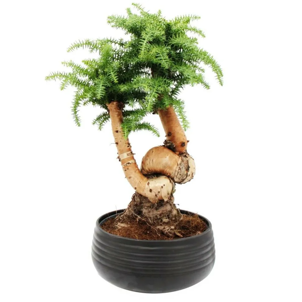 EXOTENHERZ - Bonsaï d'intérieur araucaria cunninghamii sapin d'intérieur araucaria de nouvelle-guinée hauteur env. 65cm coupe 26cm