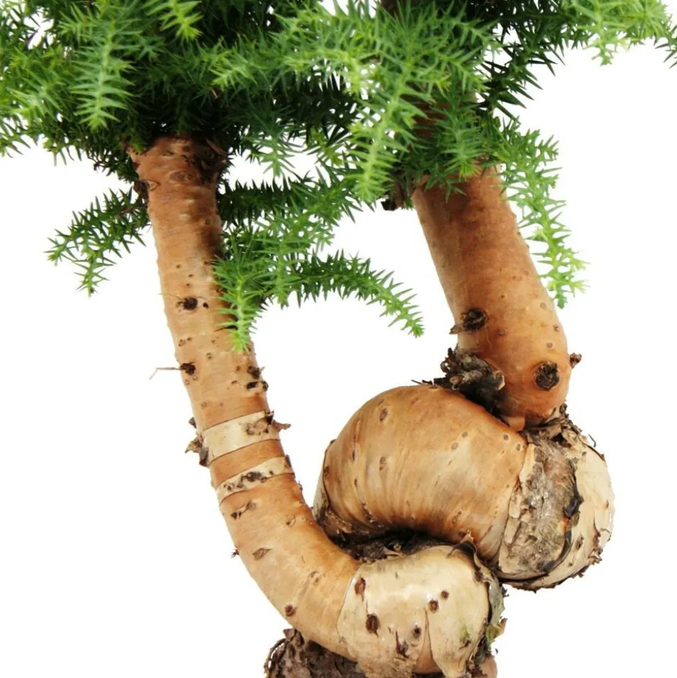 EXOTENHERZ - Bonsaï d'intérieur araucaria cunninghamii sapin d'intérieur araucaria de nouvelle-guinée hauteur env. 65cm coupe 26cm