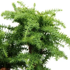 EXOTENHERZ - Bonsaï d'intérieur araucaria cunninghamii sapin d'intérieur araucaria de nouvelle-guinée hauteur env. 65cm coupe 26cm