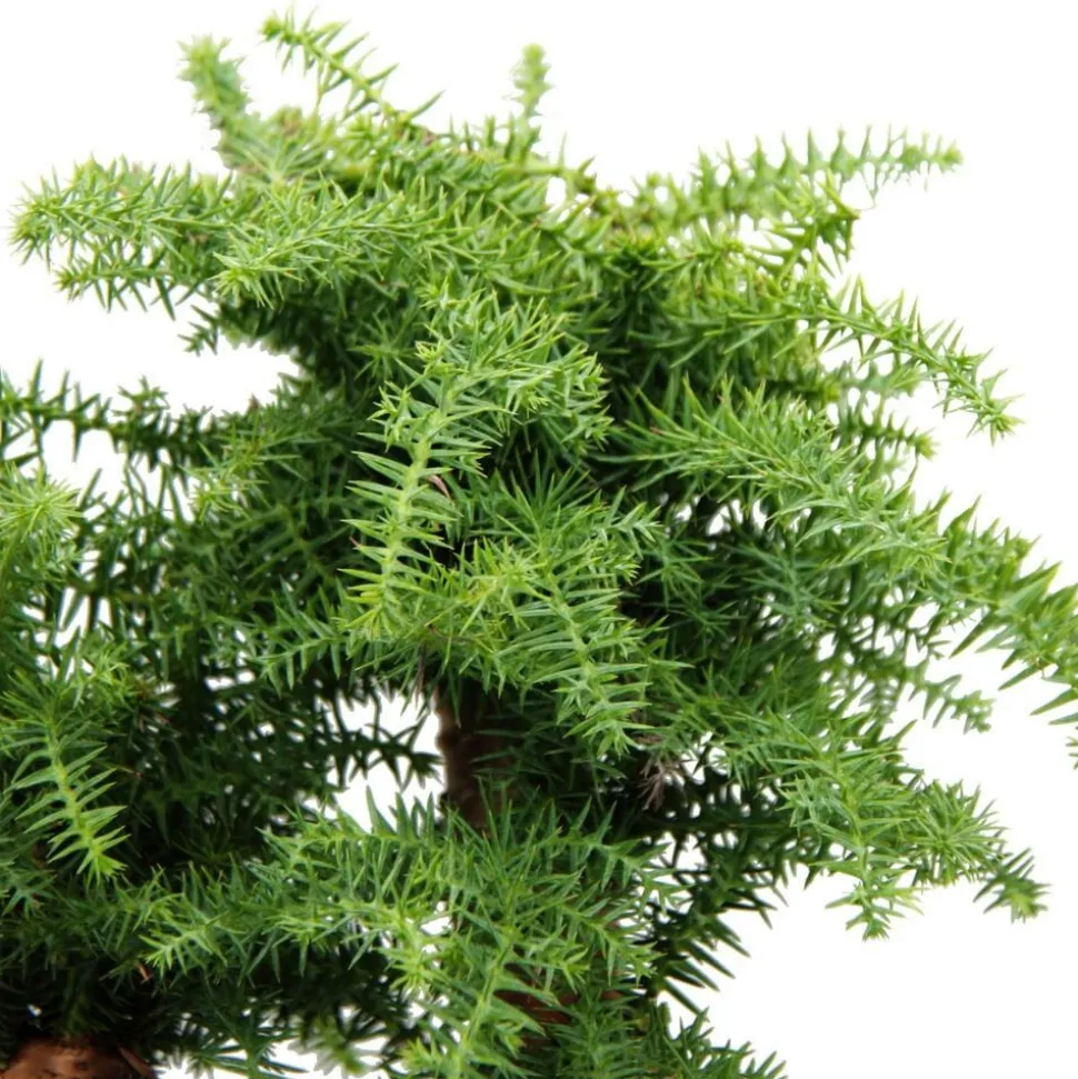 EXOTENHERZ - Bonsaï d'intérieur araucaria cunninghamii sapin d'intérieur araucaria de nouvelle-guinée hauteur env. 65cm coupe 26cm
