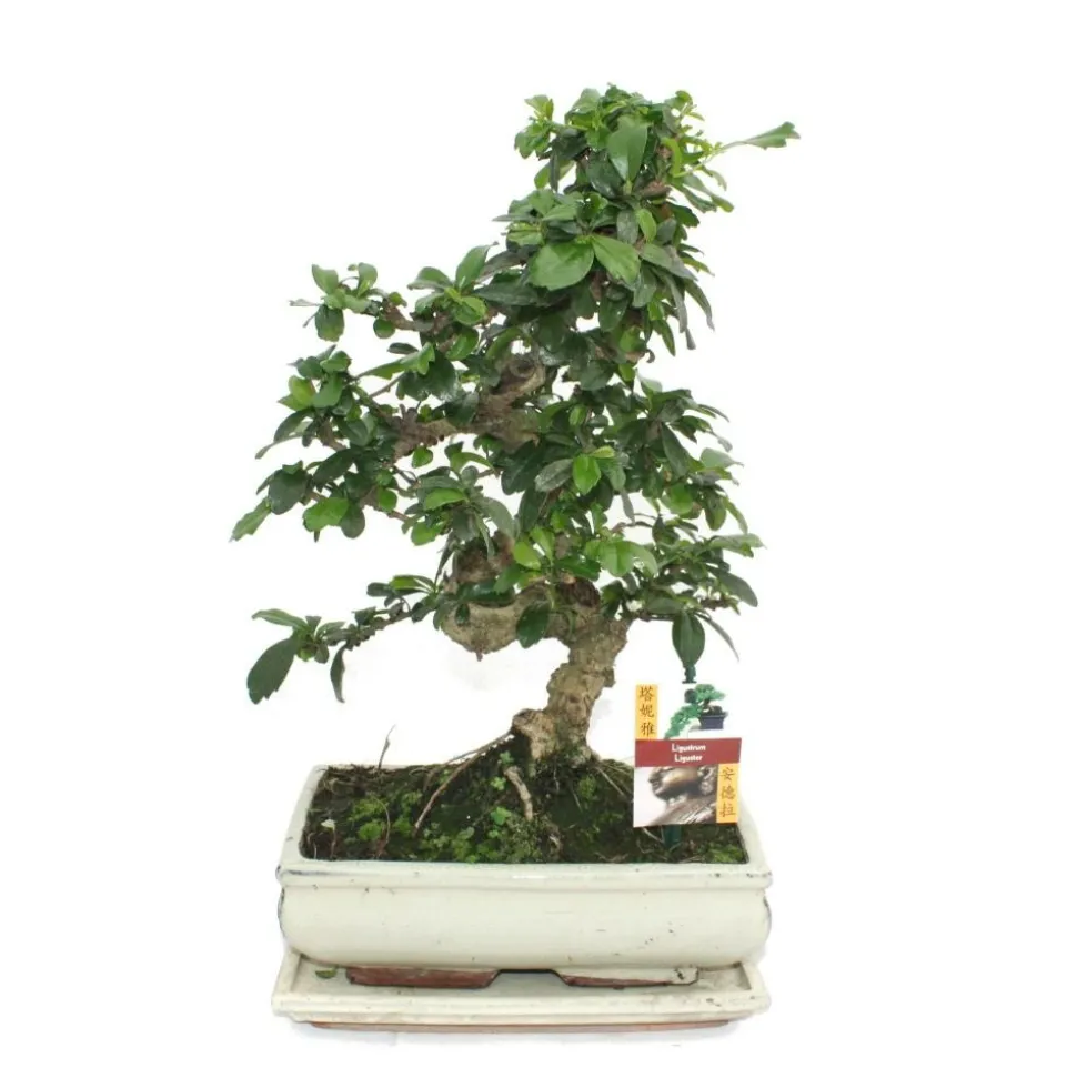 EXOTENHERZ - Bonsaï fukientee - carmona microphylla - environ 10 ans