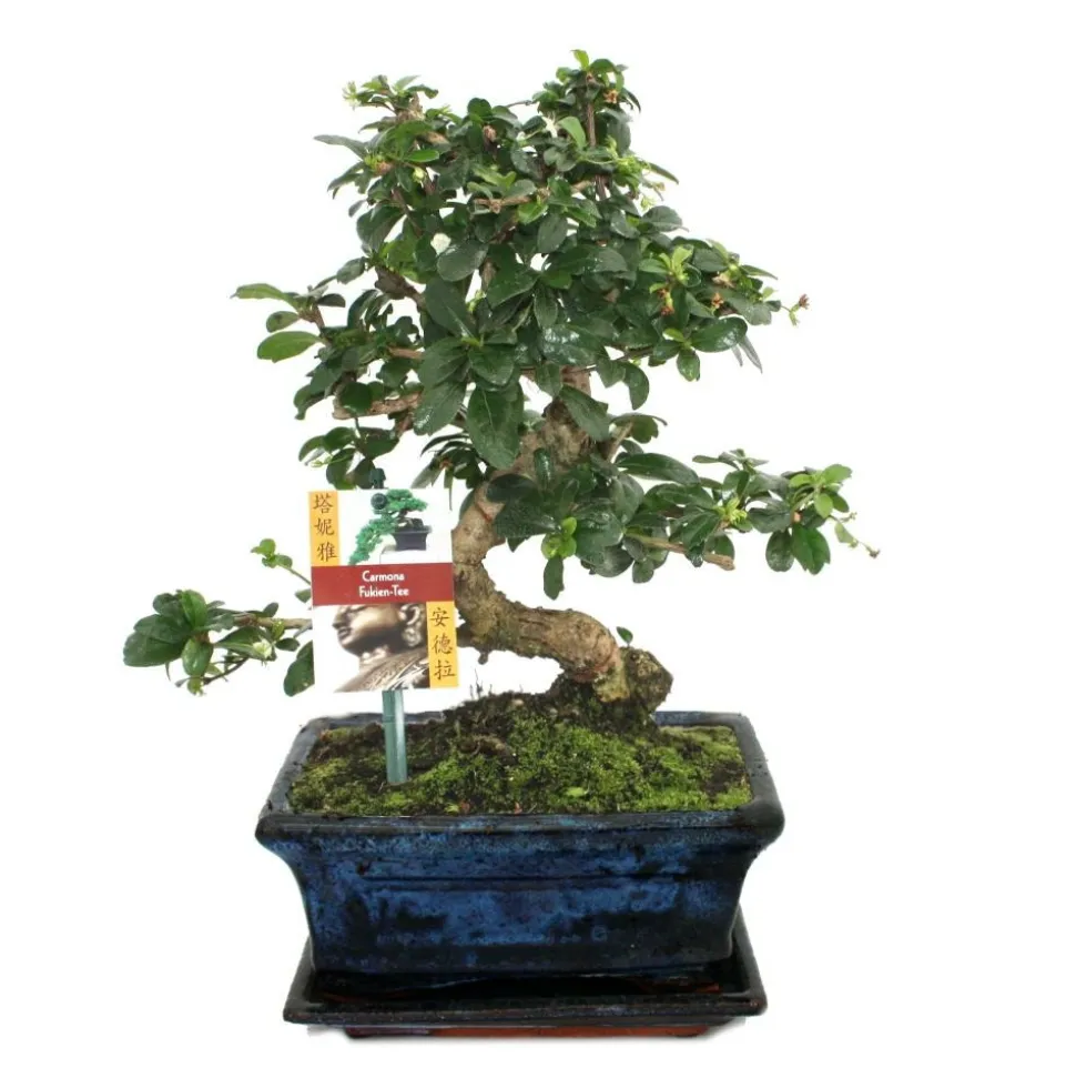 EXOTENHERZ - Bonsaï fukientee - carmona microphylla - environ 8 ans