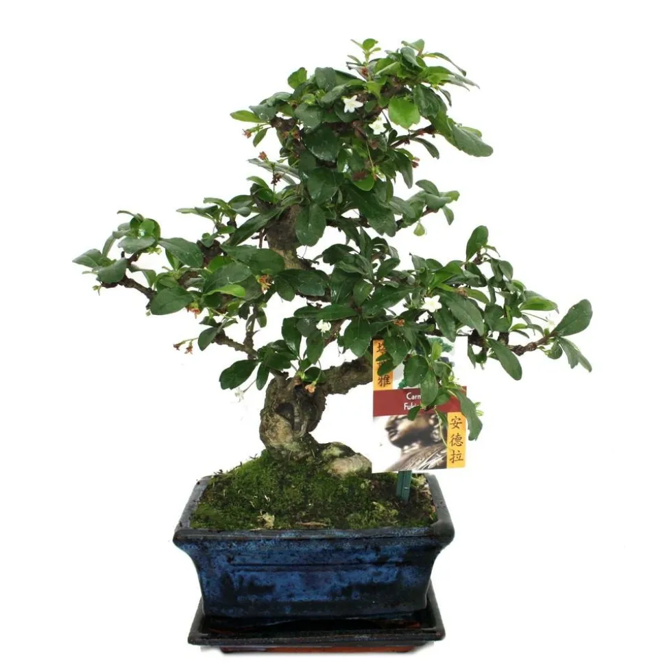 EXOTENHERZ - Bonsaï fukientee - carmona microphylla - ca. 6 ans