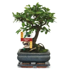 EXOTENHERZ - Bonsaï orme chinois - ulmus parviflora - ca. 6 ans - forme sphérique