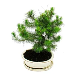 EXOTENHERZ - Bonsai - pinus halepensis - pin d'alep - environ 9 ans